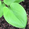 Hosta Sum And Substance #1 - Image 2